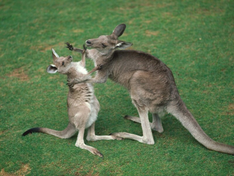 Two kangaroos fighting