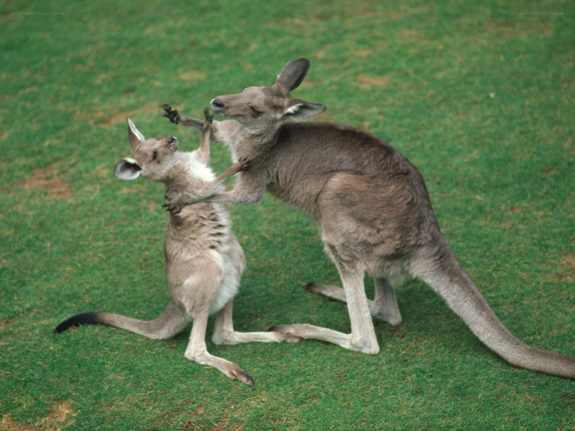 Two kangaroos fighting