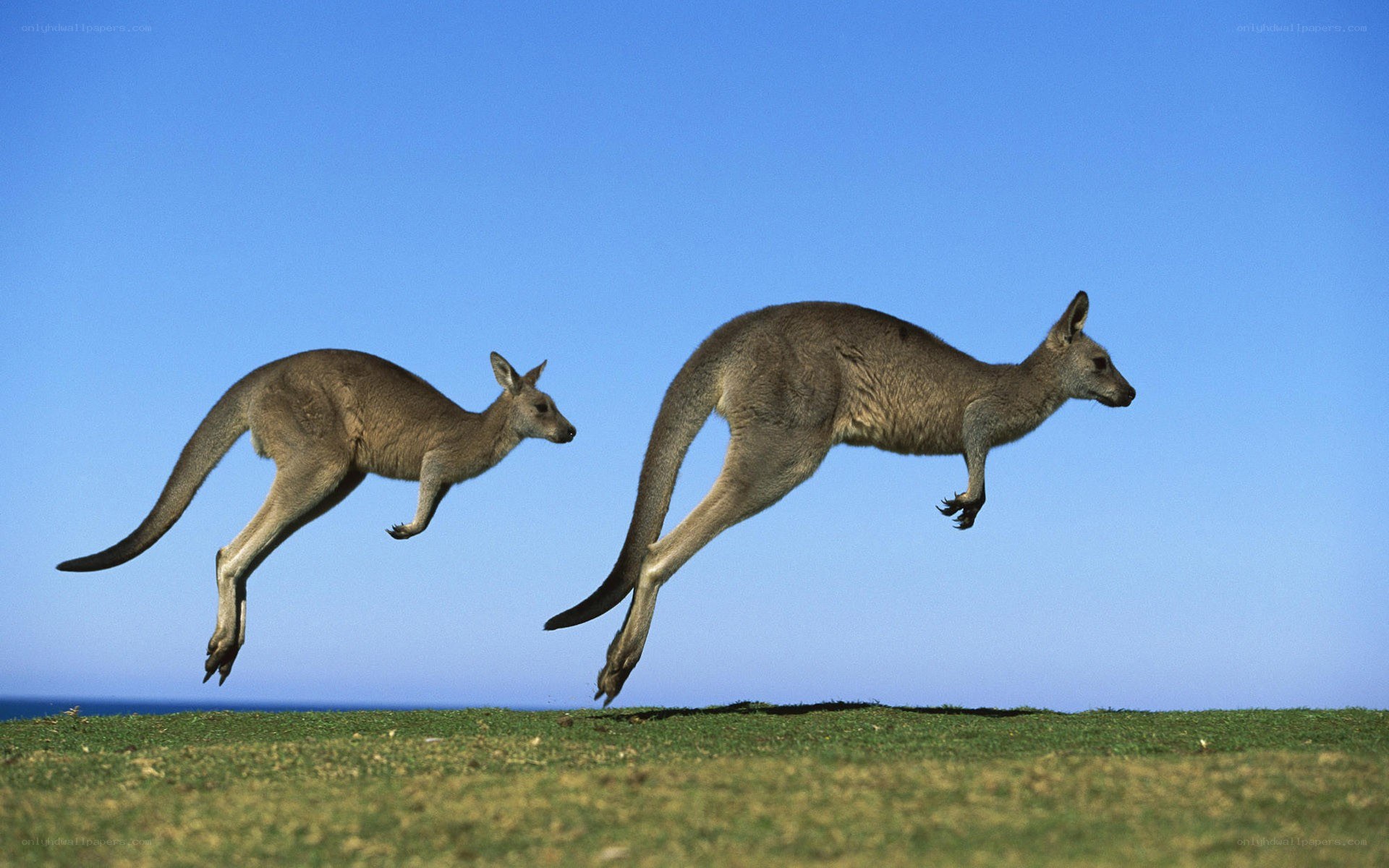Two kangaroos hopping on a hill