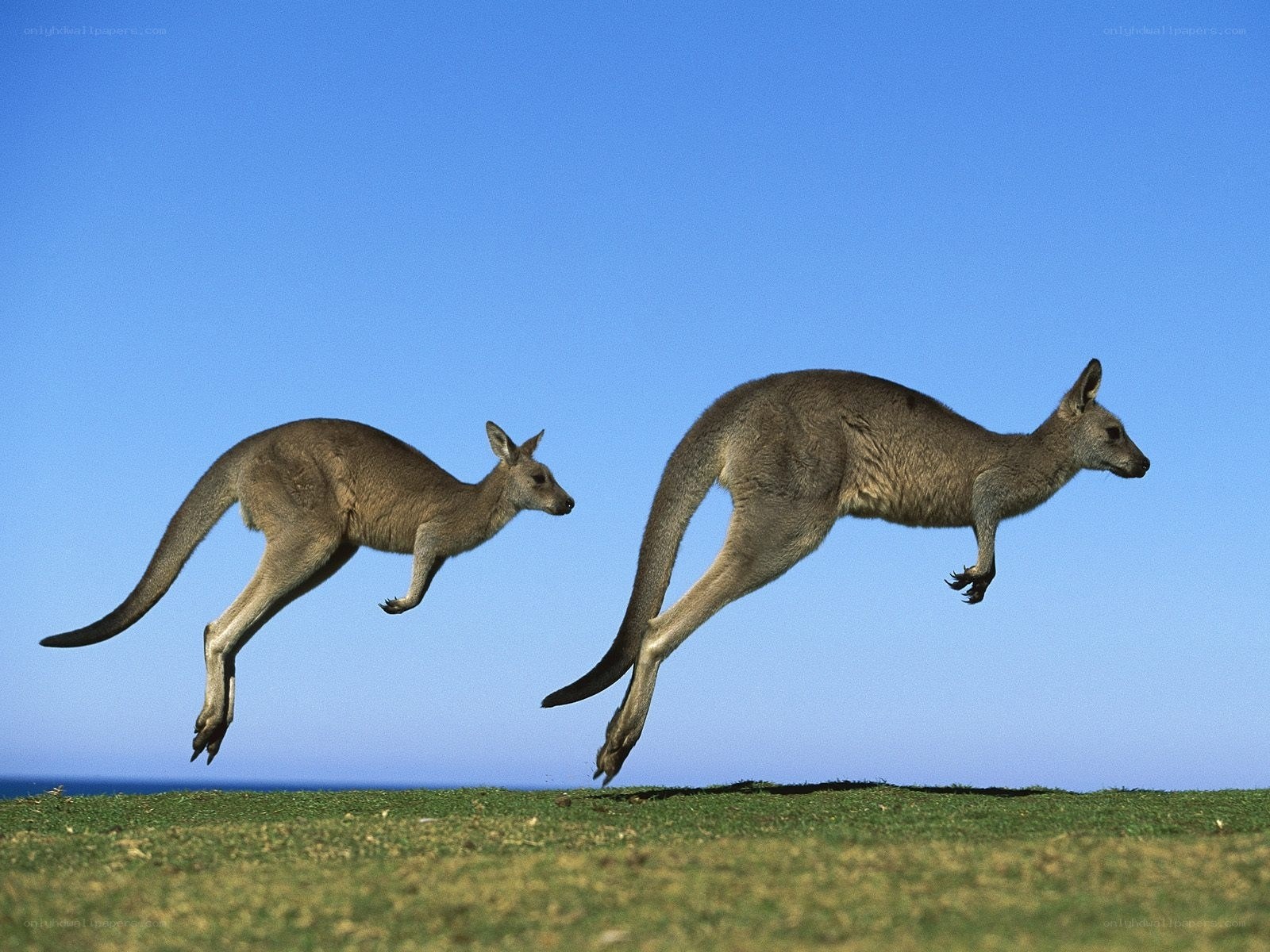 Two kangaroos hopping