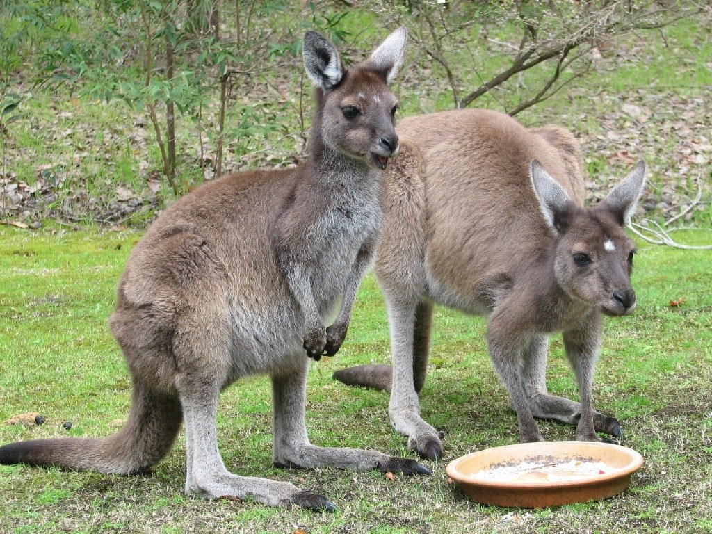 Two kangaroos in a grassy area