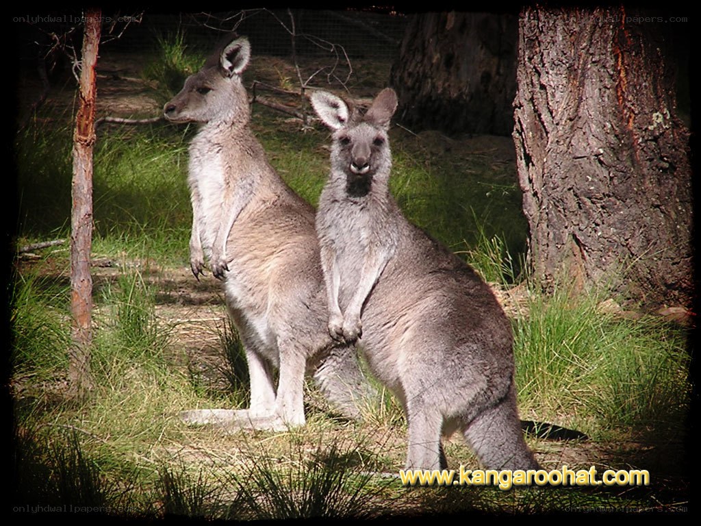 Two kangaroos in a natural setting