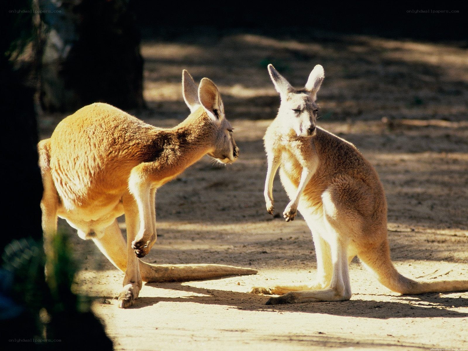 Two kangaroos in a sandy area