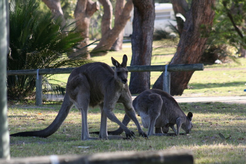 Two Kangaroos in Grass — Green, Calm
