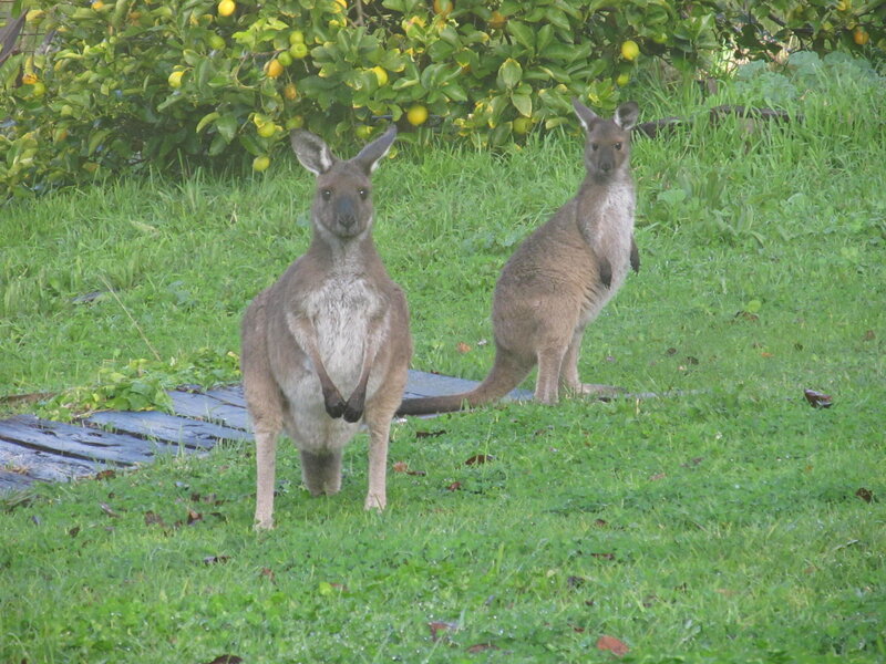 Two Kangaroos in Grass — Green