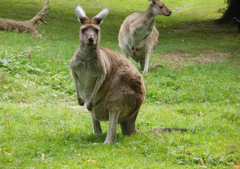 Two Kangaroos in Grass