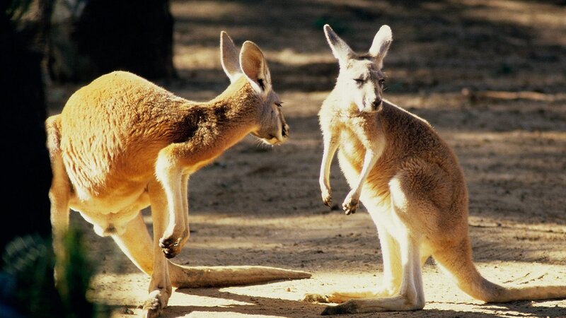 Two kangaroos interacting