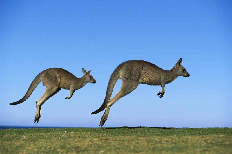 Two Kangaroos Jumping — Blue, Active, Afternoon