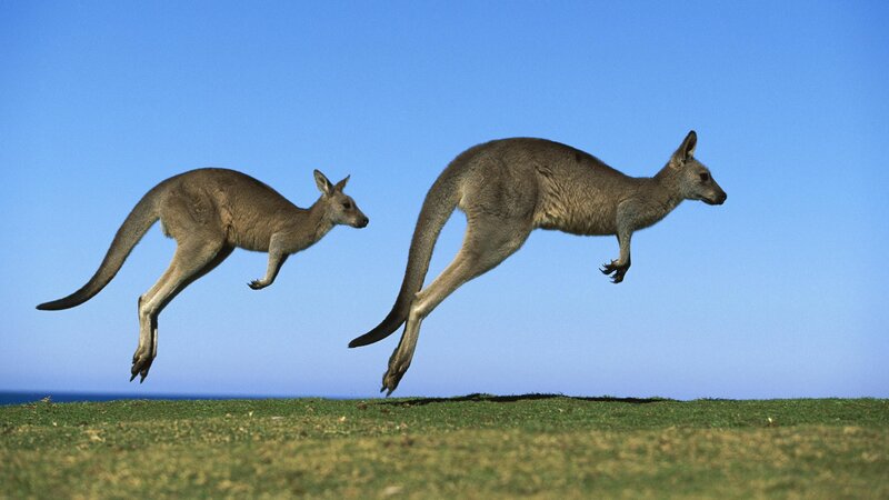 Two kangaroos jumping