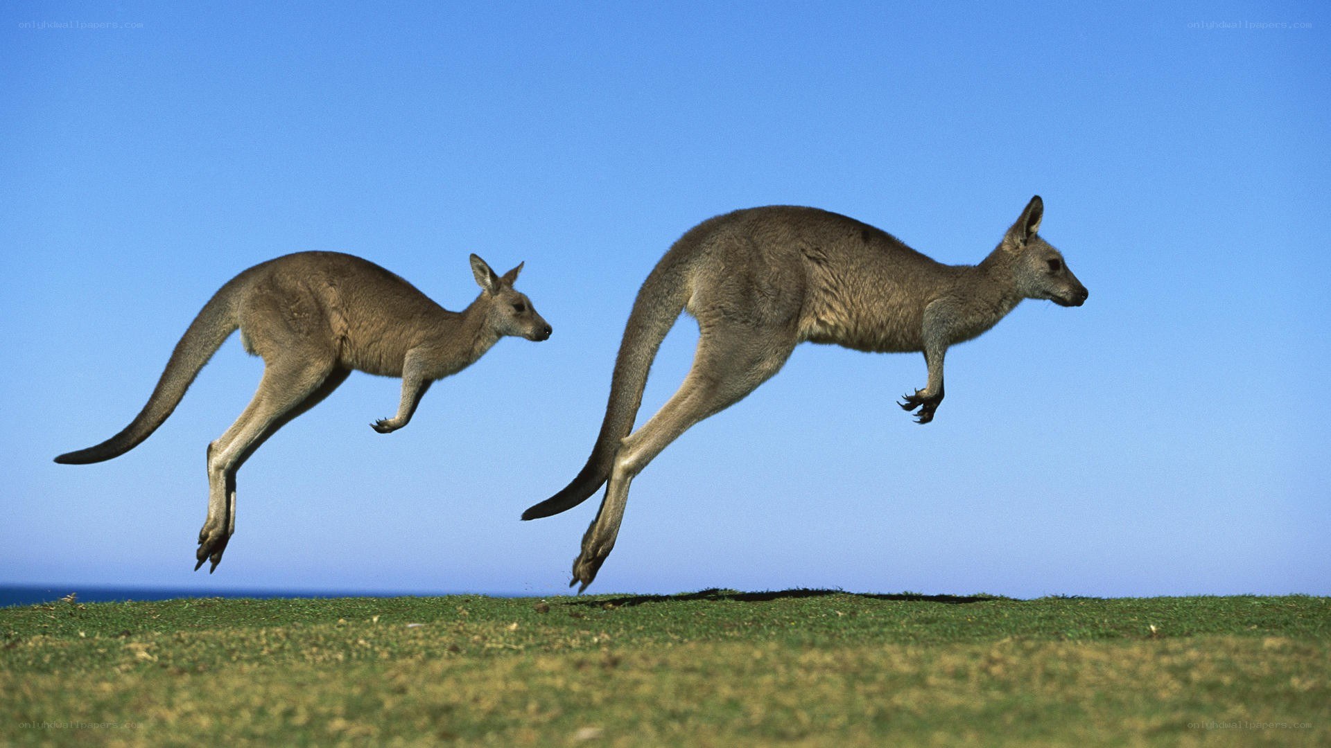 Two kangaroos jumping