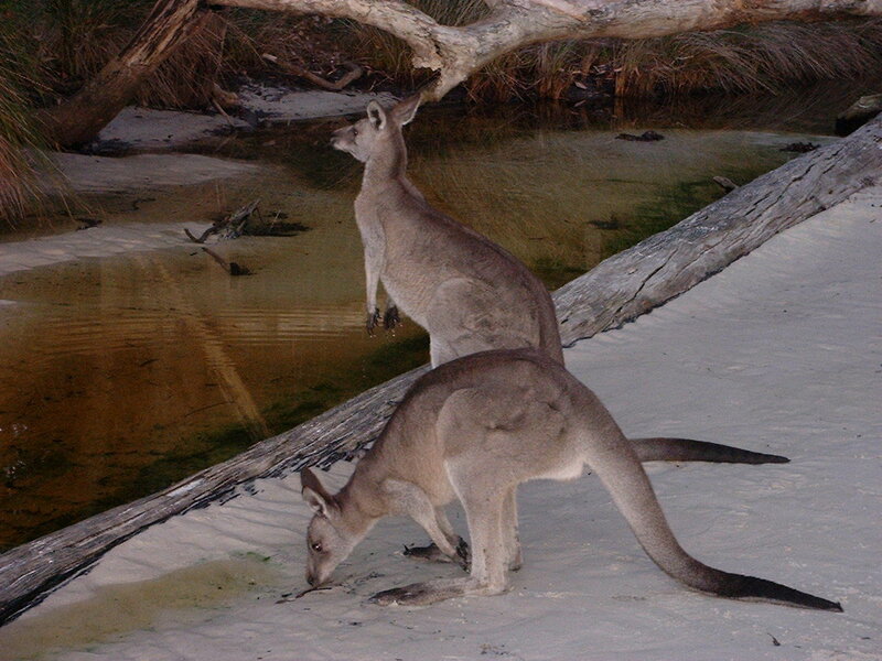 Two kangaroos near a waterhole