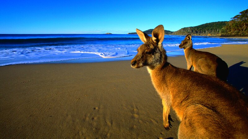 Two Kangaroos on Beach — Blue