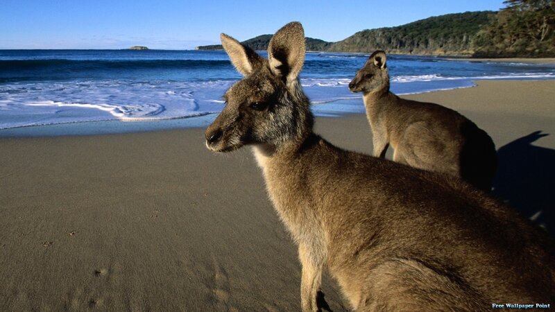 Two Kangaroos on Beach — Brown, Serene