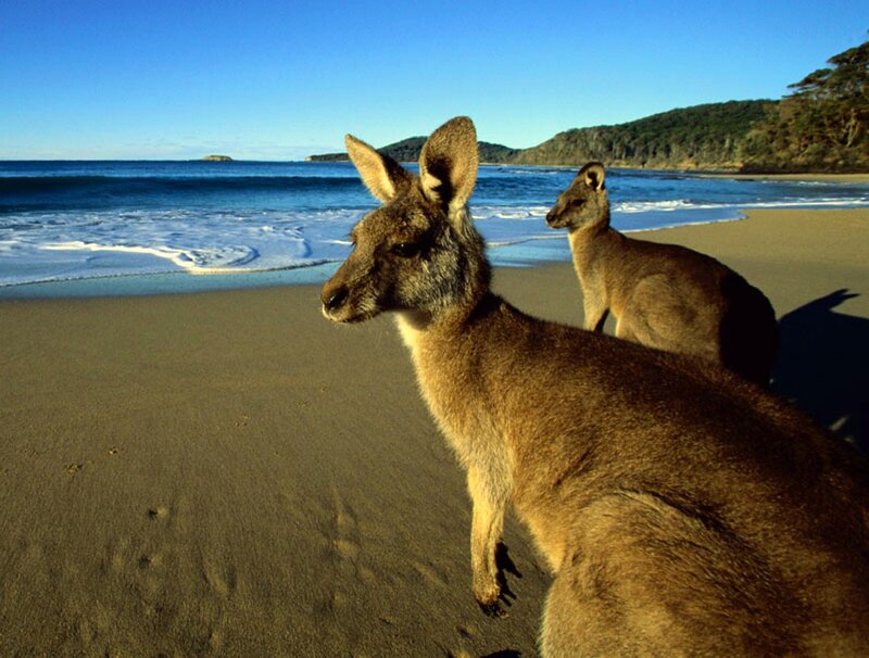 Two Kangaroos on Beach — Brown