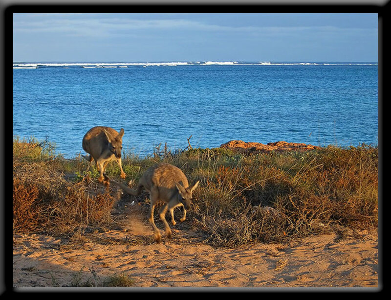 Two Kangaroos on Beach
