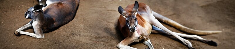 Two kangaroos resting on sand