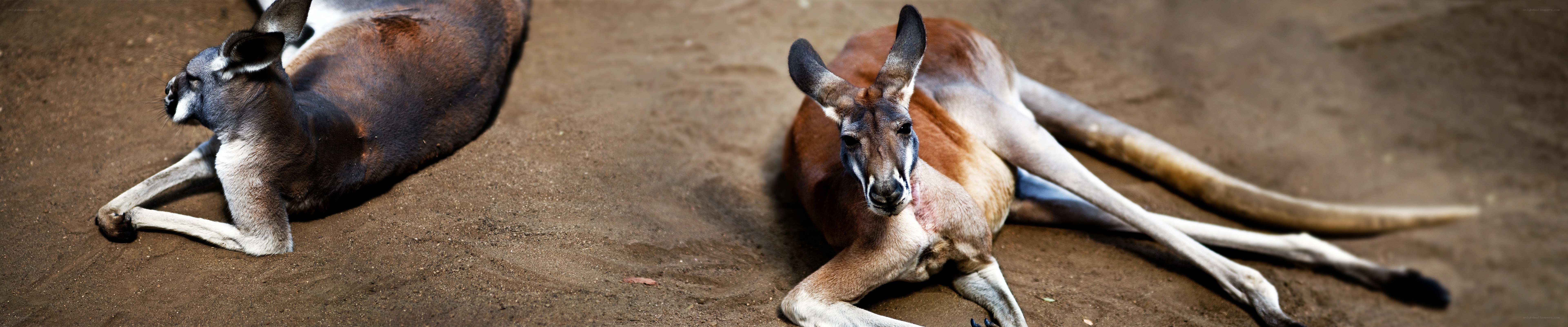 Two kangaroos resting on sand