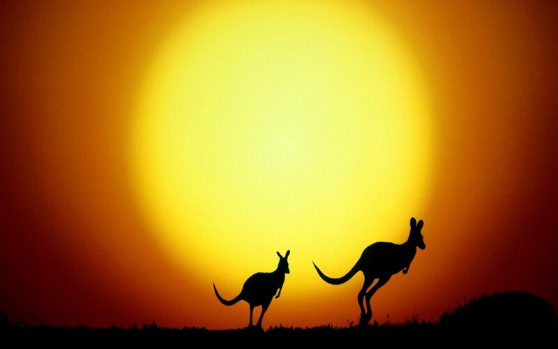 Two Kangaroos Silhouette — Dramatic