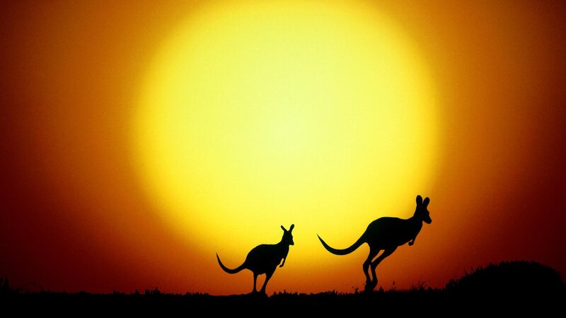 Two Kangaroos Silhouette — Yellow, Dramatic, Sunset, Photograph, Sun, Sky, Grass