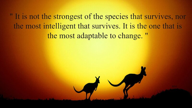 Two Kangaroos Silhouette — Yellow, Dramatic, Sunset, Photograph, Sun, Sky