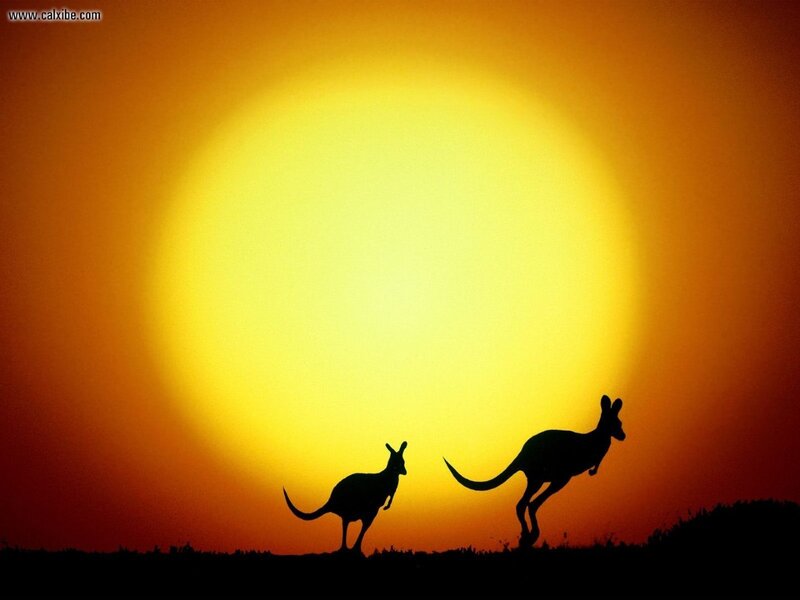 Two Kangaroos Silhouette — Yellow, Dramatic, Sunset, Photograph