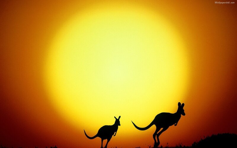 Two Kangaroos Silhouette — Yellow, Dramatic