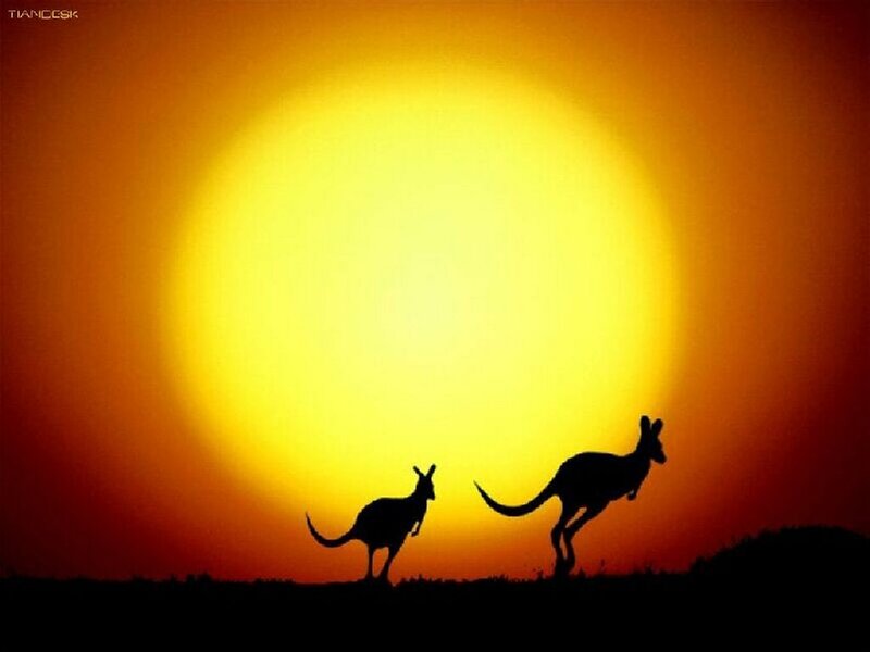 Two Kangaroos Silhouette — Yellow