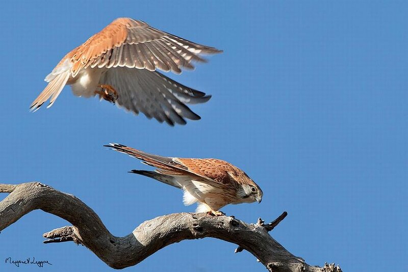 Two Kestrel Birds — Blue