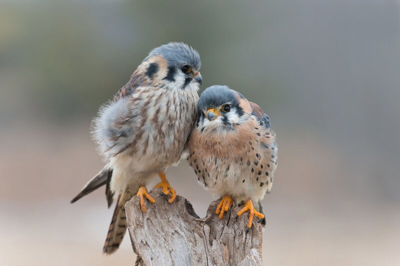 Two Kestrel Birds — Brown, Calm, Photograph
