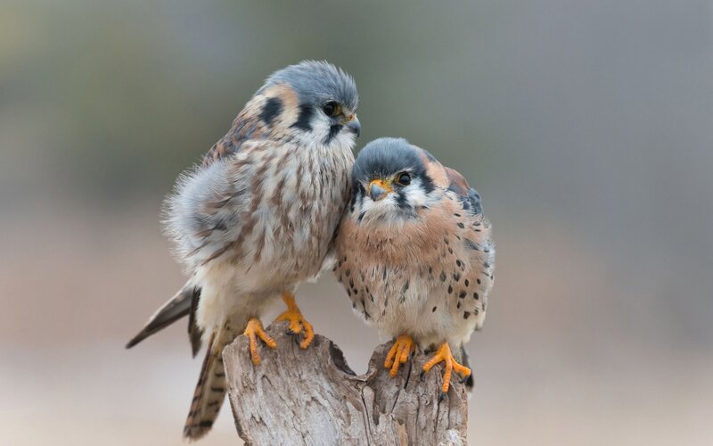 Two Kestrel Birds — Brown