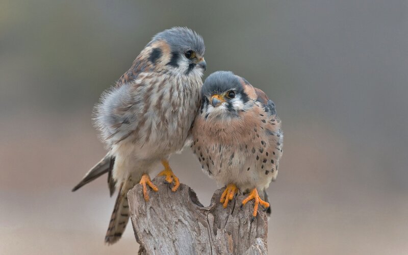 Two Kestrel Birds — Gray