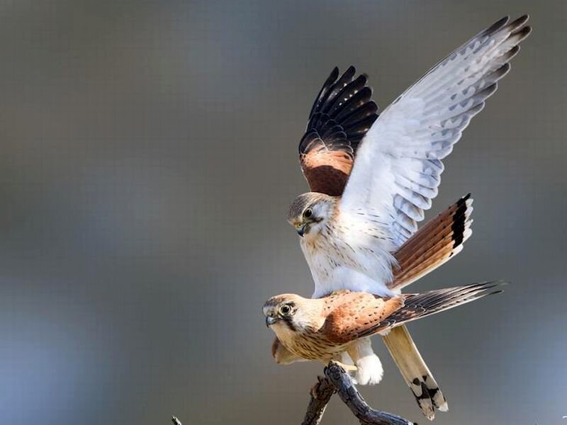 Two Kestrel Birds Mating