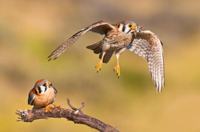 Two Kestrel Birds