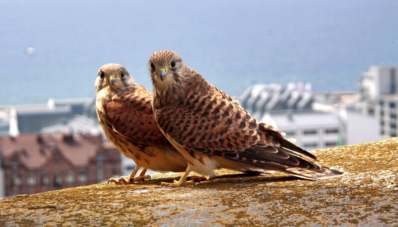 Two kestrels on a rooftop