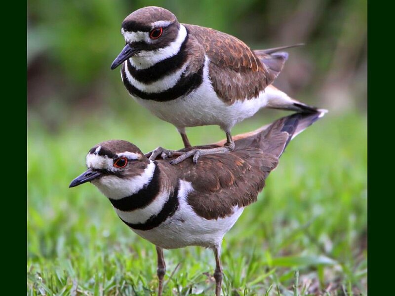 Two Killdeer Birds