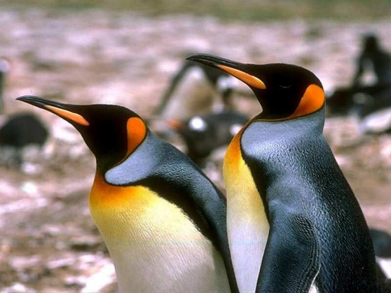 Two King Penguins — Black, Calm, Photograph, Rocks