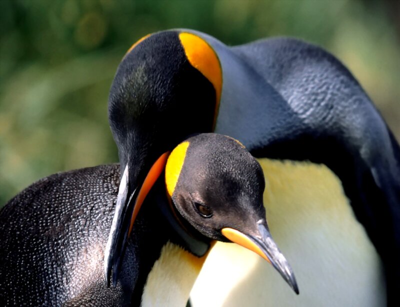 Two King Penguins — Black, Calm, Photograph