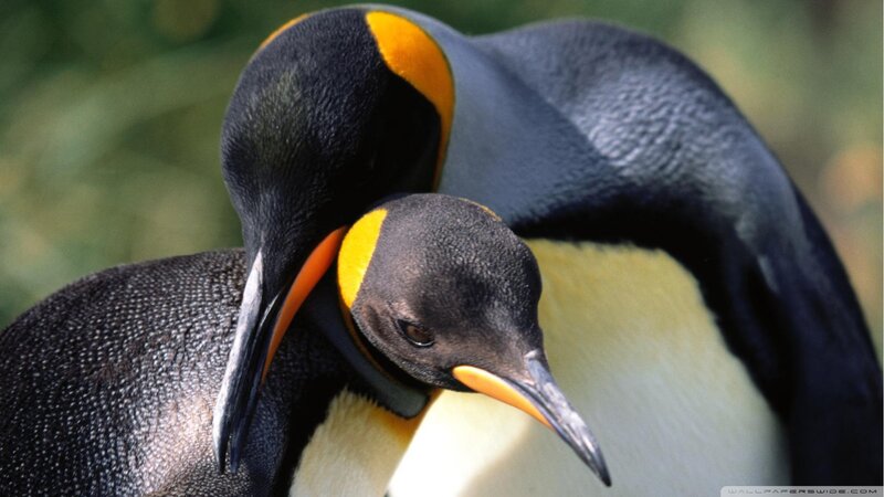 Two King Penguins — Black, Calm, Photograph, Yellow Markings