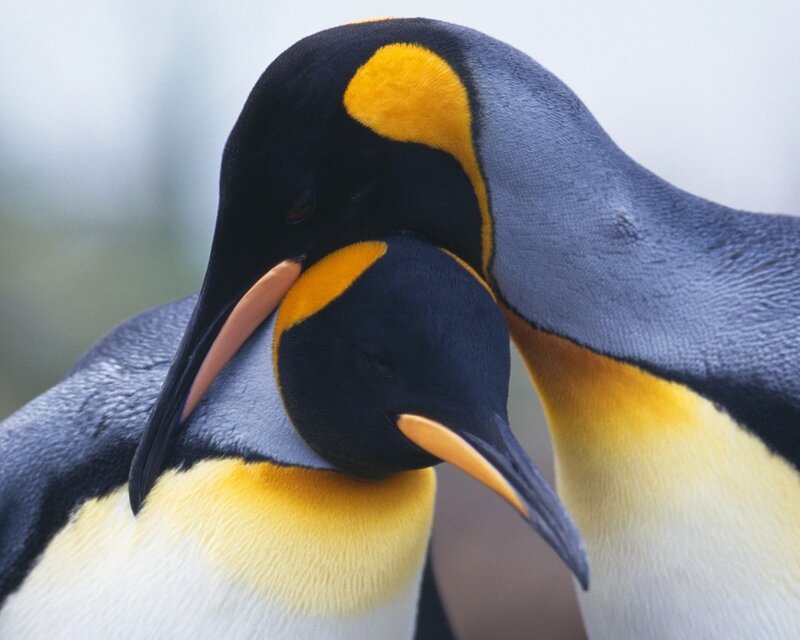 Two King Penguins — Black, Calm