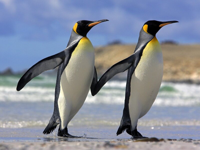 Two King Penguins — Black, Serene