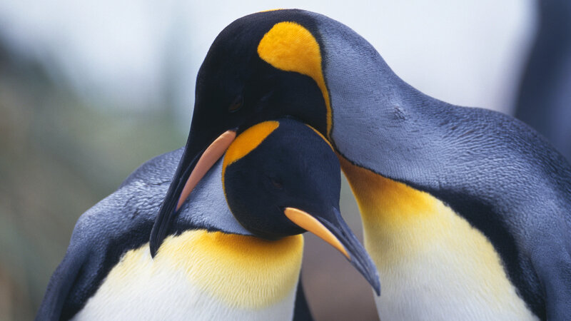 Two King Penguins — Black