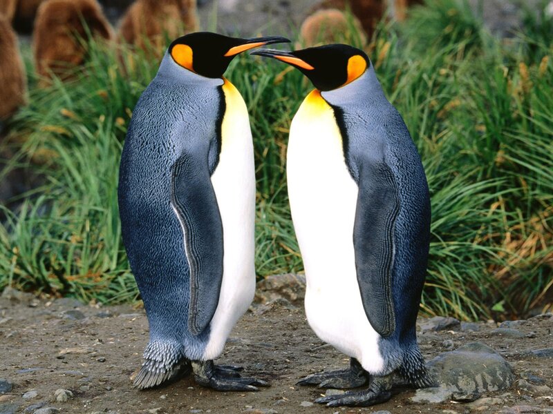 Two King Penguins — Blue, Calm, Photograph