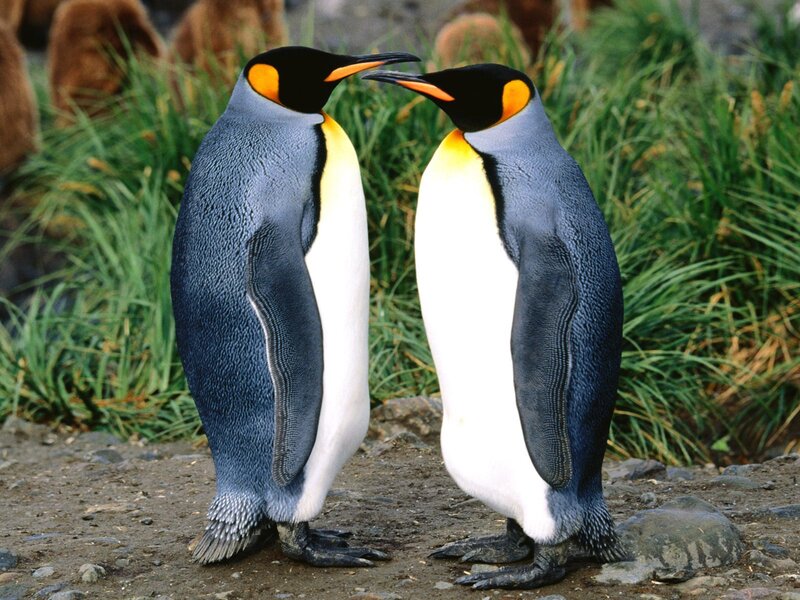 Two King Penguins — Blue
