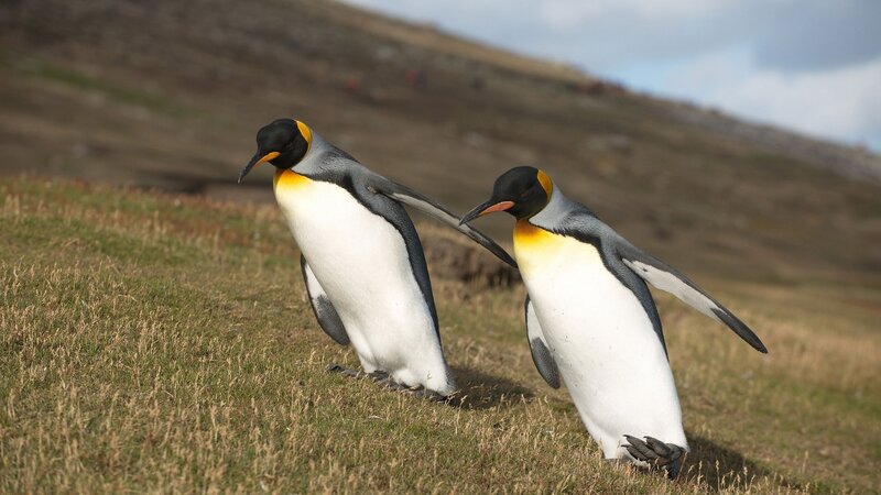 Two king penguins on grass