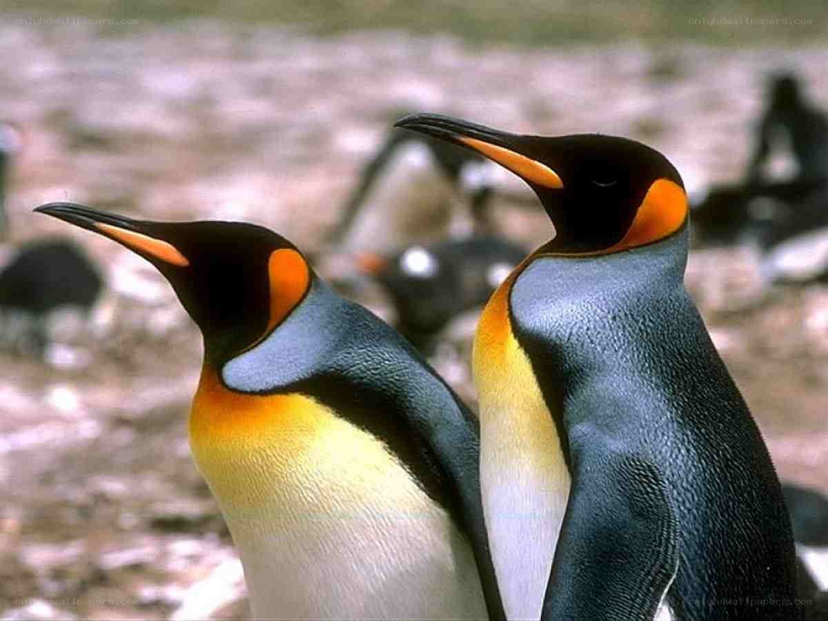 Two king penguins standing