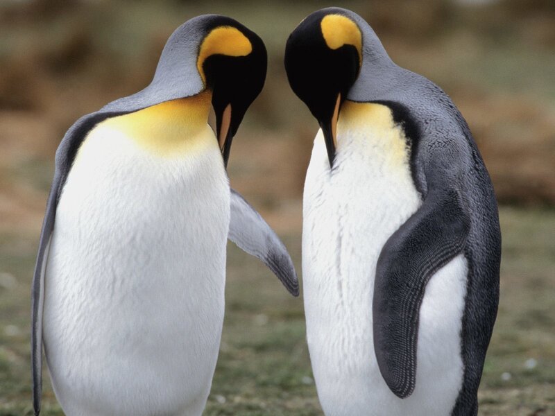 Two King Penguins — White, Calm, Photograph, Ground, Black