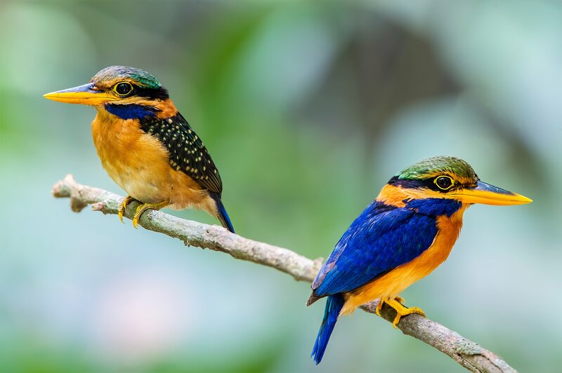 Two Kingfisher Birds — Blue, Calm