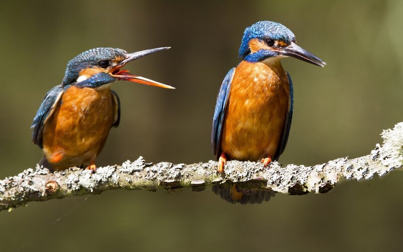 Two Kingfisher Birds — Blue, Natural, Afternoon, Photograph, Branch, Lichen