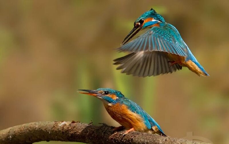 Two Kingfisher Birds — Blue, Natural