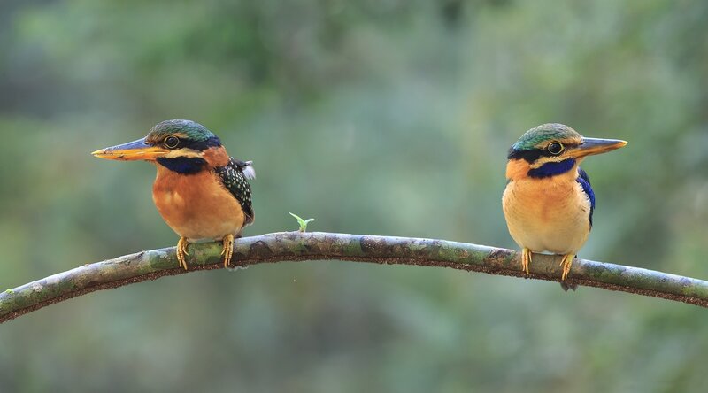 Two Kingfisher Birds — Green